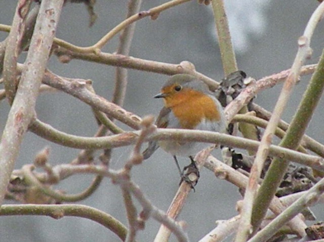 dalla finestra di casa...